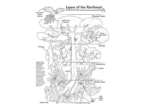 Rainforest Layers Worksheet 的图像结果