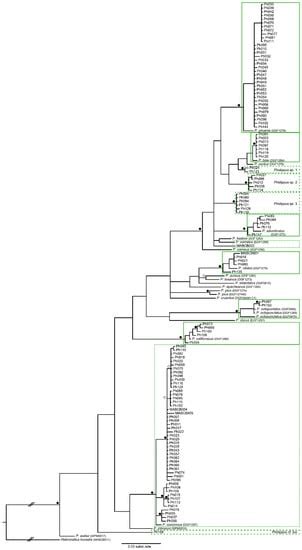 New Distributional Records of Phidippus (Araneae: Salticidae) for Baja ...