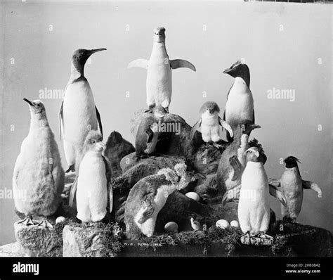 New Zealand Penguins, Burton Brothers studio, photography studio, 1889 ...