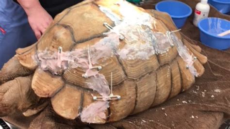 Image result for Tortoise Bottom Shell Fell Off