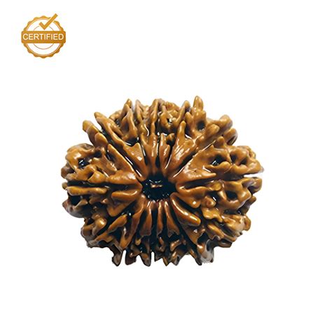 Rudraksha