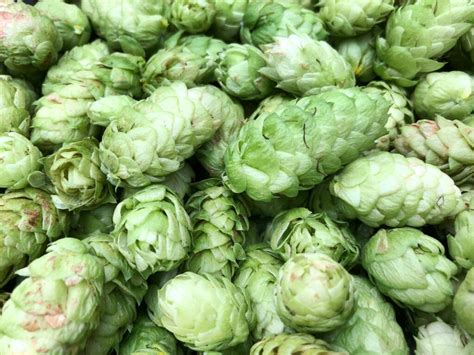 El cultivo de lúpulo: de la tierra al botellín - BLOG