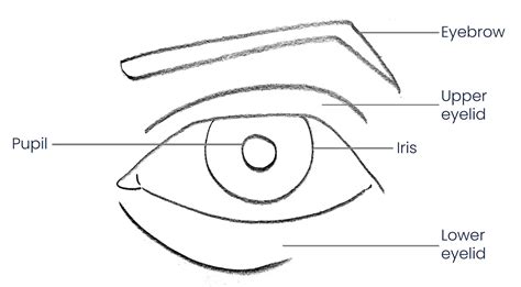 Image result for Simple Eye Tutorial