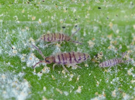 Image result for Springtails Identification