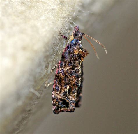Insect Pests