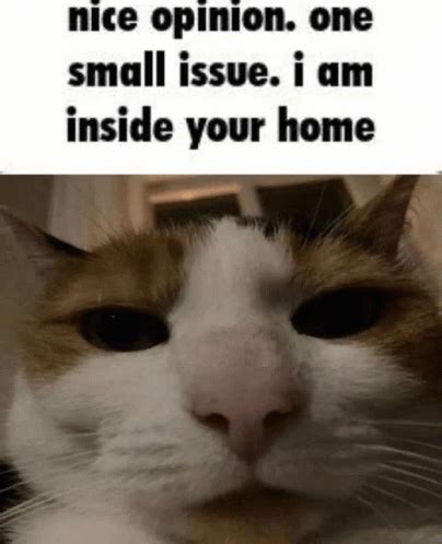 Local Issue Meme 的图像结果