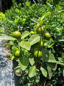 SINGO POINT Calamansi Lime plant/Philippine lemon plant/cumcot plant ...