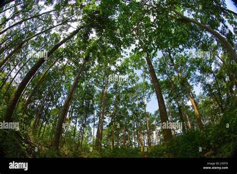 Rajkandi Reserve Forest