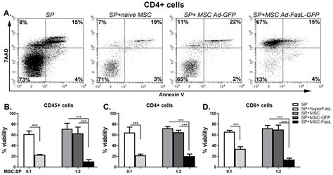 Enhanced Suppression of Immune Cells In Vitro by MSC Overexpressing FasL