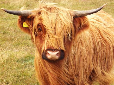 Highland Cow Wallpapers - Wallpaper Cave