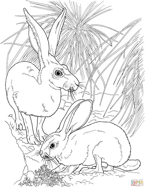 Black-Tailed Jackrabbits coloring page | Free Printable Coloring Pages