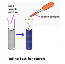 Test for carbohydrates, sugar, protein and fat — lesson. Science CBSE ...