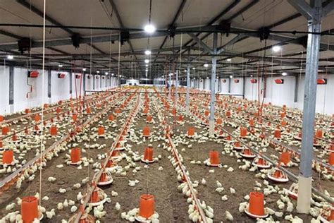 Image result for Broiler Chicken Brooding