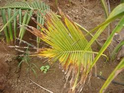 Horticulture :: Plantation Crops :: Coconut-Physiological Disorders ...