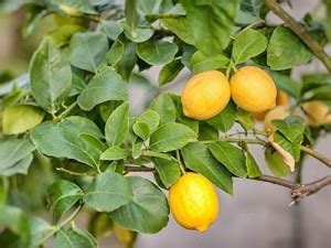 Aro Lemon, Nimbu Seed Price in India - Buy Aro Lemon, Nimbu Seed online ...
