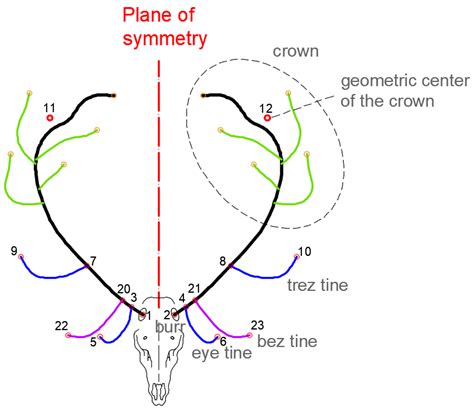 A New Method for Quantifying the Asymmetry of Biological Elements by ...