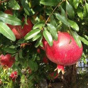 Cloud Farm Pomegranate Plant Price in India - Buy Cloud Farm ...