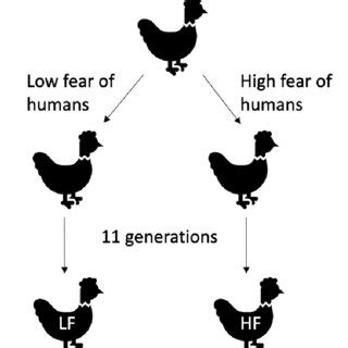 Chicken 的图像结果
