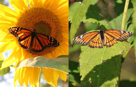 Viceroy Butterfly Vs Monarch Monarch Butterflies Need Help, And A