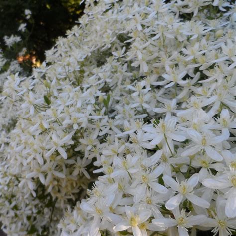 Clematis Terniflora - Buy Clematis Sweet Autumn Perennials Online