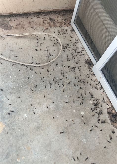 Treat houses, buildings before swarming termites are found ...