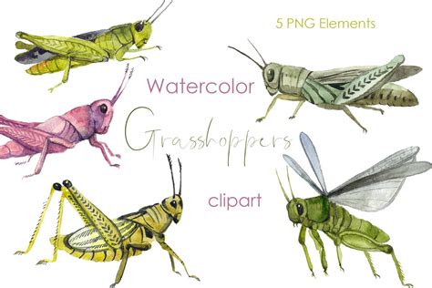 Grasshopper Flying Clipart