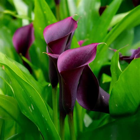 Calla Lily - Purple Sensation (Zantedeschia Spp.) 2x Spring Planting ...