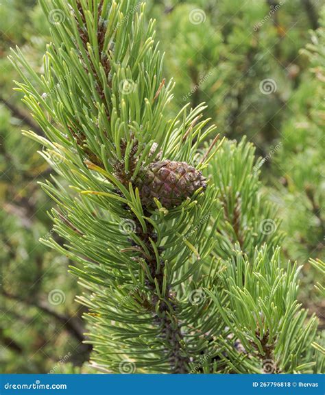 Detail of Cones, Leaves and Branches of Dwarf Mountain Pine Stock Photo ...