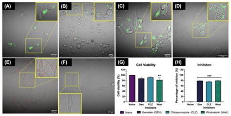 Mechanisms of Silver Nanoparticle Uptake by Embryonic Zebrafish Cells