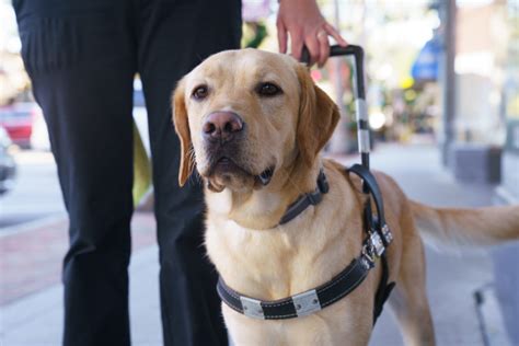 Image result for Guide Dog Trainer