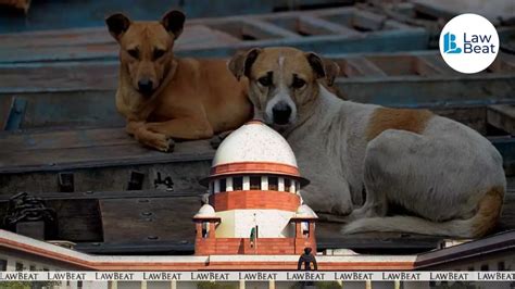 Stray dogs to be removed from Delhi NCR: Supreme Court | Stray dogs to ...
