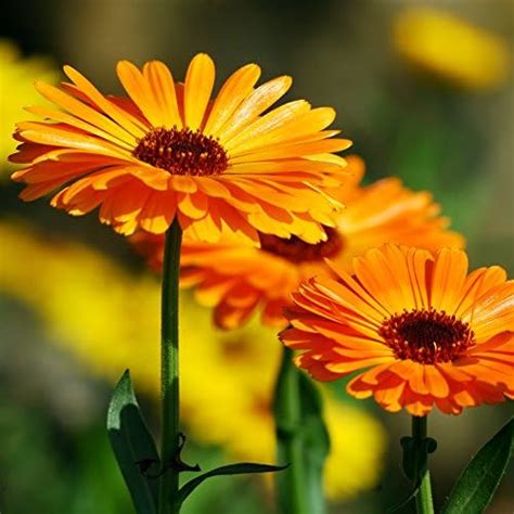 Creative Farmer Flower Seeds : Pot Marigold (Dwarf) Plants Air ...