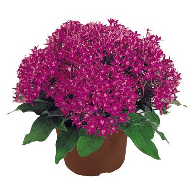 Buy Pentas lanceolata New Look® Pelleted Seed (Benary) Online | Farmers ...