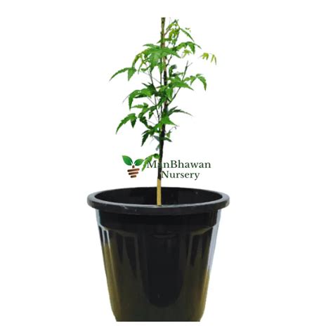 Buy Neem Tree Online | Manbhawan Nursery
