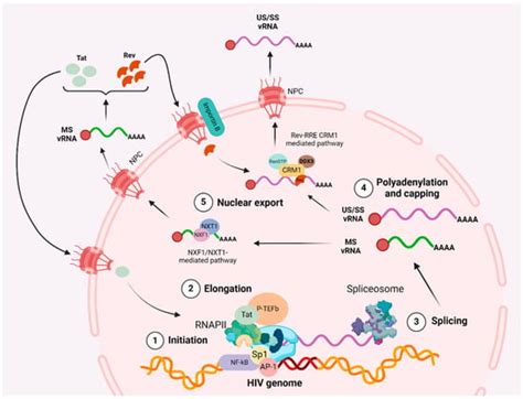 Microorganisms | Special Issue : Molecular Mechanisms of Viral ...