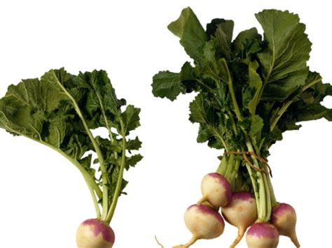 Top 10 Indian Greens for Healthy Meals