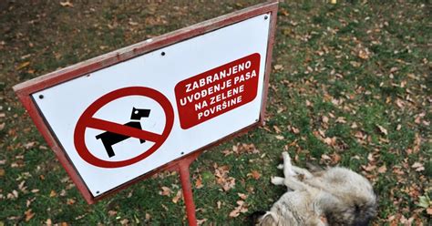 U iščekivanju zakona: Za i protiv eutanazije pasa lutalica