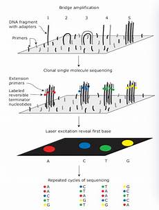 flow cell illumina sequencing quality oxford genomics centre oxford flow cell illumina sequencing quality oxford genomics centre oxford