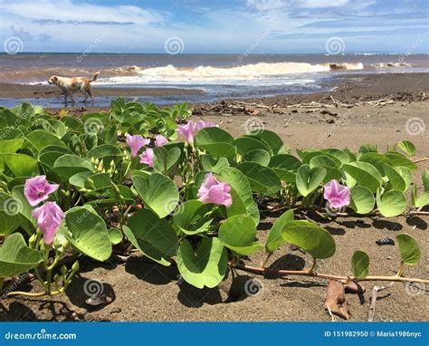 Sunny Day at Beach in Waimea in Summer on Kauai Island in Hawaii. Stock ...