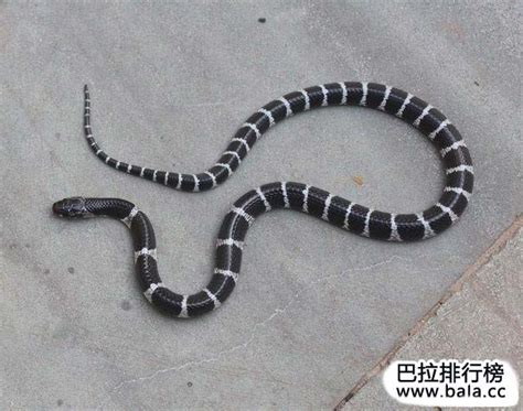 中国常见蛇类（剧毒蛇上）（我国常见的毒蛇品种有哪些）_宠物百科_星娱园