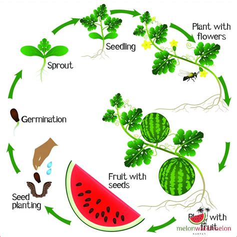 When Does Watermelon Grow: A Guide to Watermelon Growing Seasons ...