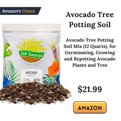 Best Soil For Avocado Tree In Pot: How To Grow Avocado Trees - Nathan ...