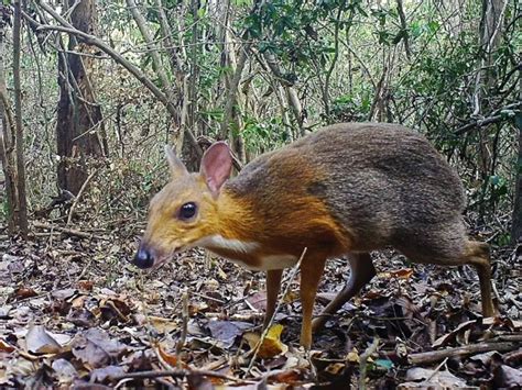 Thought To Be Extinct, Small Deer-Like Animal Spotted In Vietnam After ...