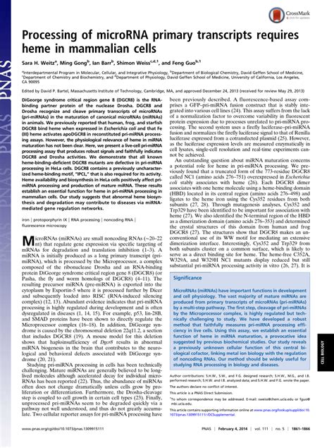 Primary microRNA Transcript 的图像结果