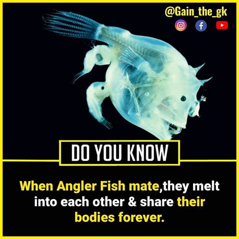 10 fun facts about fish – Artofit