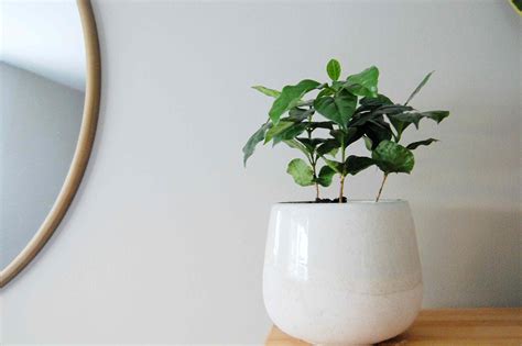 Coffee Plant: Care and Growing Guide - TrendRadars