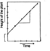 In arithmetic growth, following mitotic cell division, only one ...