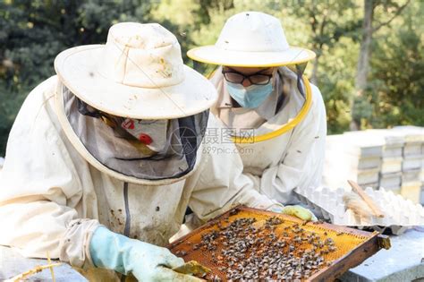 养蜂之旅 - 参观养蜂场-芜湖达尔蜜食品