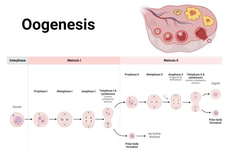 Oogenesis Egg Cells – Oogenesis Diagram – BYKBRY