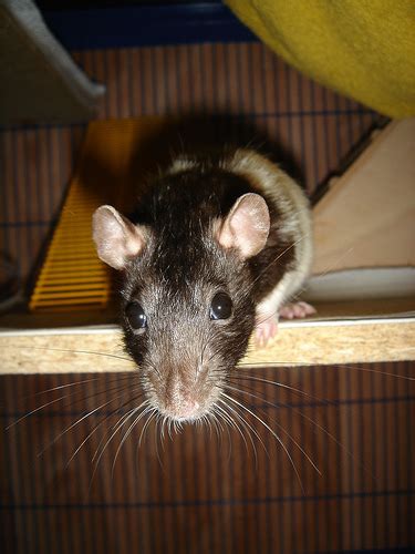 Ratten Kleinanzeigen